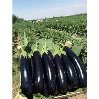 تصویر 1 از قیمت بادمجان شیرین + خرید باور نکردنی